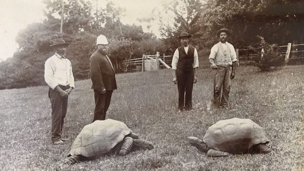 Tortoises at Plantation