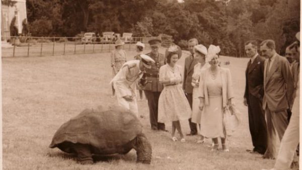 Jonathan the tortoise visited by Royal family se